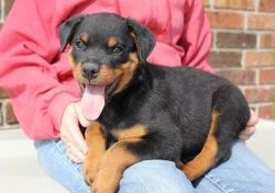 Home trained German Rottweiler puppies available