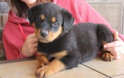 AKC registered German Rottweiler puppies available