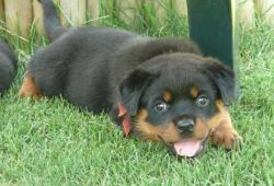 Puppies available. Rottweilers, males and female