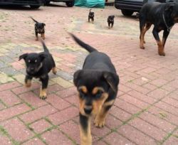 10 Weeks Old Rottweiler Puppies For Sale!