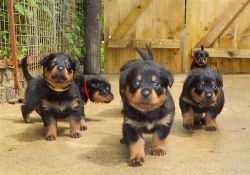 For Ever homes Greem Rottweilers puppies