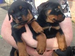 Superb Quality , Large Chunky Rottweiler Pups