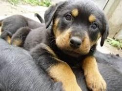 Charming rottweiler puppies now