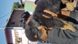 Rottweiler puppies for sell