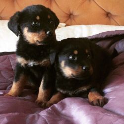 Massive & solid Rottweiler pups registered
