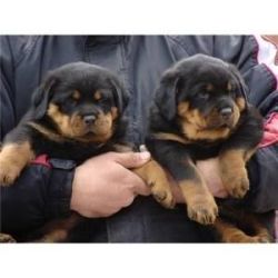 Akc Female And Male Rottweiler Puppies For Sale