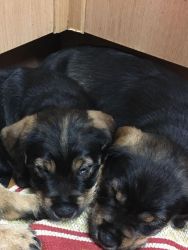 F/m Rottweiler puppies available
