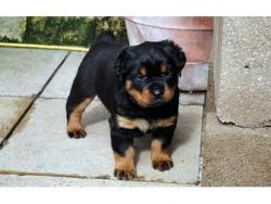 Rottweiler puppies for sale *Can Deliver*