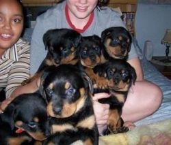 Special Male/Female Rottweier Puppies.