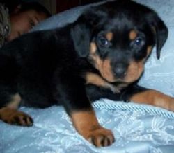 Cute Male/female Rottweiler Puppies For Sale.