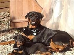 Amazing Male/female Rottweiler Puppies For Sale.