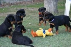 Beautiful Male and Female Rottweiler Puppies