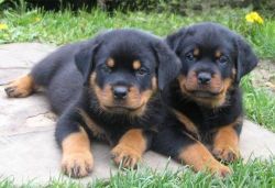 2 Playful and Affectionate Rottweiler Puppies