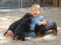 11 weeks old Rottweiler puppies ready