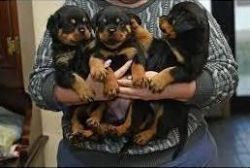Rottweiler puppies ready for adoption