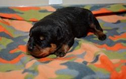 Adorable Rotti Pups For Sale