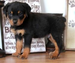 Akc German Rottweiler Puppies For Sale