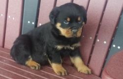 Ladybug AKC Rottweiler puppies for sale