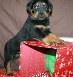 Champ Sire Rottweiler puppies for sale