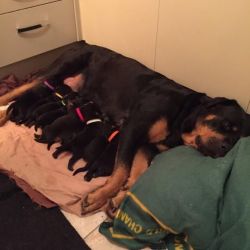 Pedigree Rottweiler Puppies For Sale