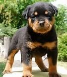 Gorgeous Chunky Female Rottweiler Pups