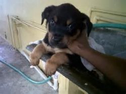 Pedigree Rottweiler Puppies For Sale