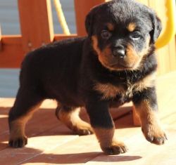 Beautiful Rottweiler Puppies Ready Now To Go