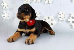 Adorable Rotteiler puppies For Adoption