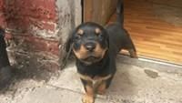 , Top quality Rottweiler puppies