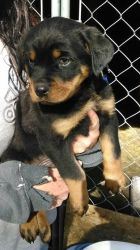 Zues Akc Female And Male Rottweiler Puppies