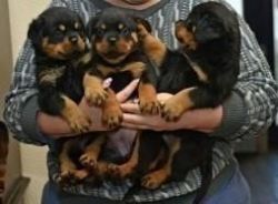 Rottweiler puppies ready for adoption.