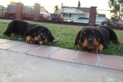 rottweiler puppies ready to go