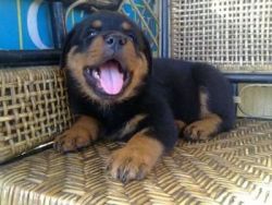 Cute male Rottweiler puppies for a caring home