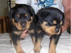 Male and female Rottweiler puppies for pet lovers.
