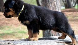 Home Raised Rottweiler Puppies. (xxx) xxx-xxx7