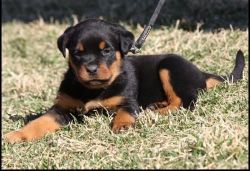 Smart Rottweiler Puppies For Sale