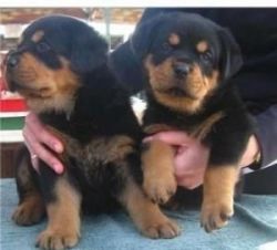 Sweet Rottweiler Puppies