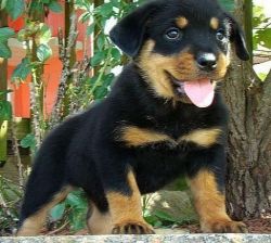 Male And Female Rottweiler Puppies For Sale