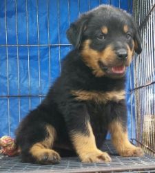 Rottweiler Puppies For Loving Homes