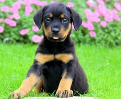 Rottweiler Puppies Ready To Go At 10 Weeks Old