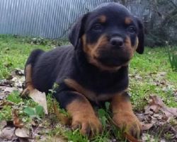 Rottweiler puppies in need of a new home asap