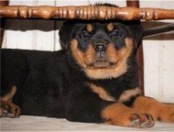 friendly and calm Rottie pups