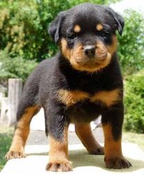 Rottweiler puppies for sale $500