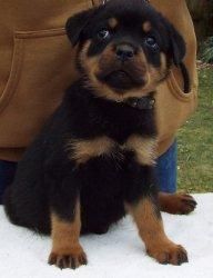 Adorable Vet Checked Rottweiler Puppies