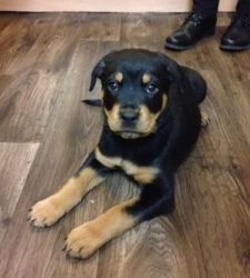 Rottweiler puppy for sale ,
