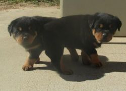 adorable male and female rottweiler