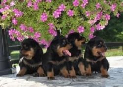 KC Rottweiler Puppies Available.