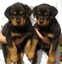adorable rottweiler puppies for sale
