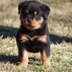 Gorgeous Rottweiler Puppies For New-homes