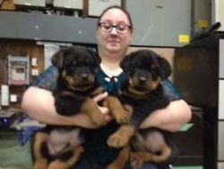 King Rottweiler Puppies Now available
